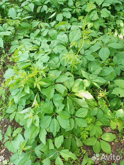 Девичий виноград