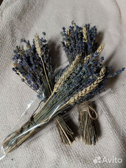 Лаванда любая, доставка бесплатно,в наличии