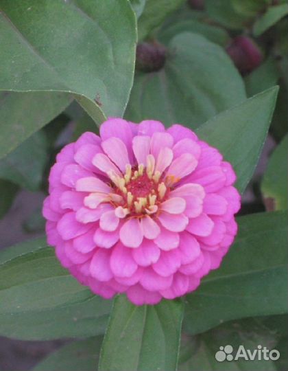 Цинния георгиновидная Лунный камень 0,5 гр