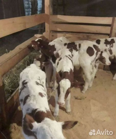 Бычки телята на откорм