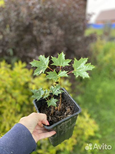 Саженцы клена