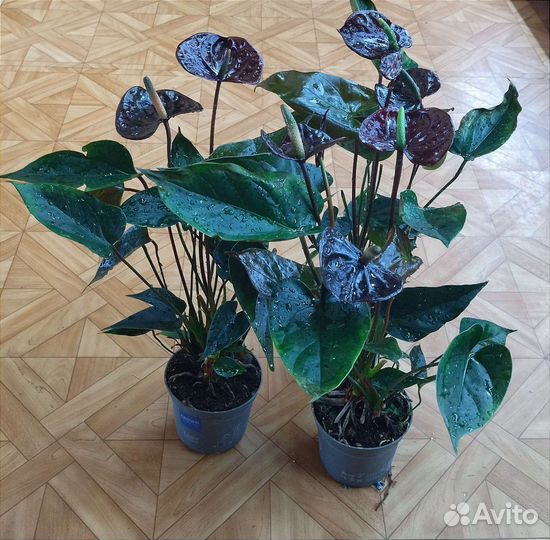 Антуриум Блэк Квин / Anthurium Black Queen