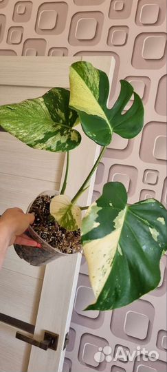 Монстера Минт