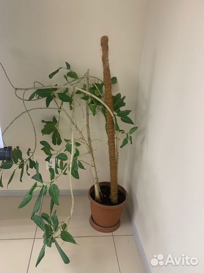 Отдам цветы в добрые руки