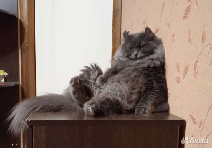 Кошачья шерсть