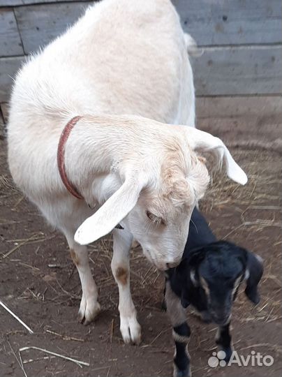 Нубийские козы15 т