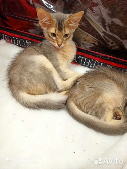 Кошка