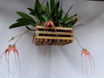 Bulbophyllum Elizabeth Ann Buckleberry