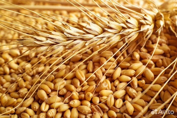 Пшеница урожая 2023