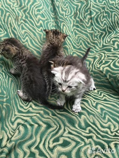 Котяты