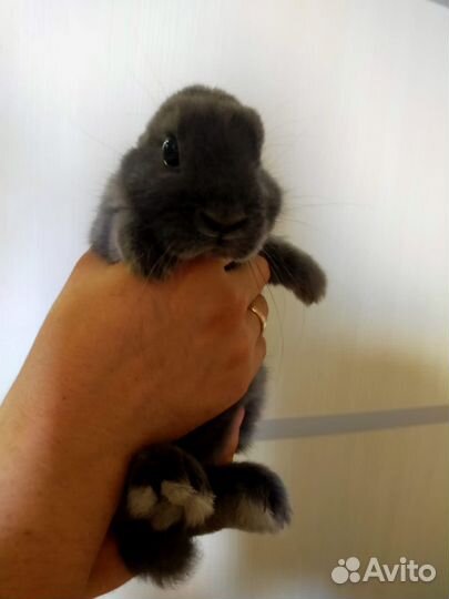 Декоративный карликовый кролик