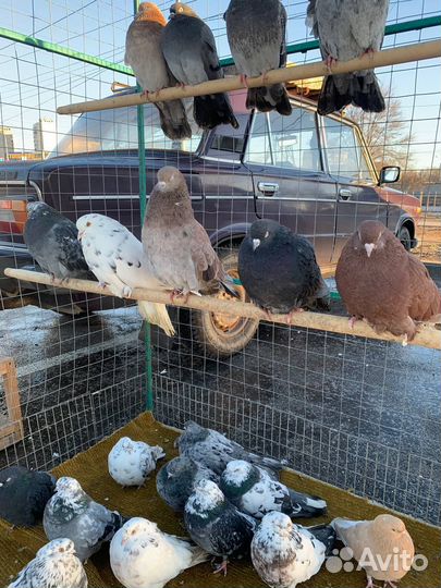 Николаевские голуби