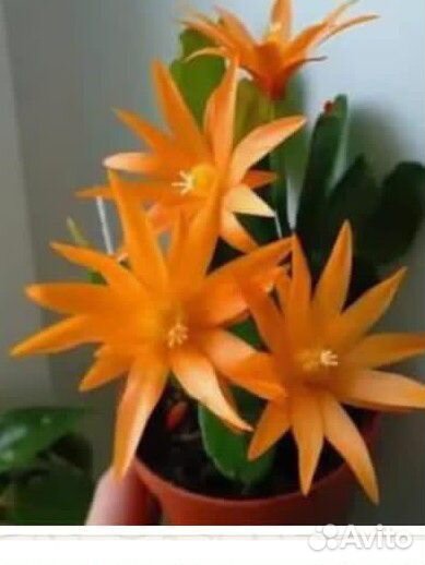 Рипсалидопсис оранжевый