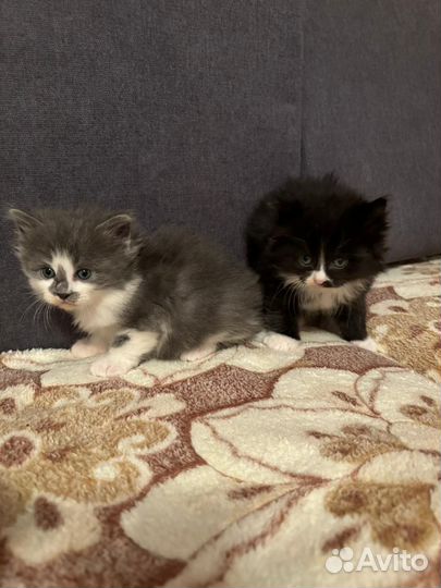 Курильский бобтейл