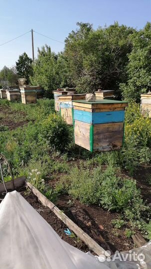 Пчелы с ульями