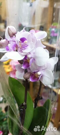 Комнатные цветы в наличии и под заказ