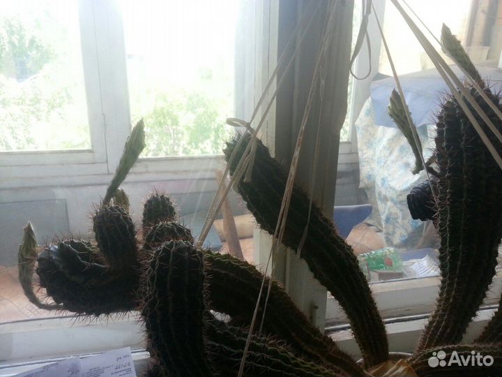 Кактус большой цветущий