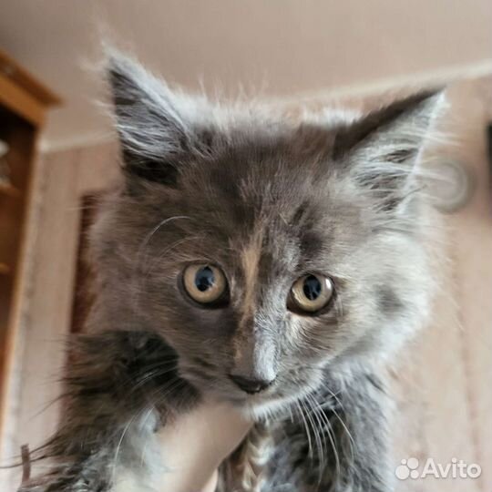 Кошка
