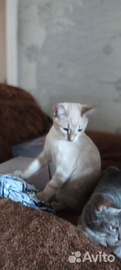 Котеночек мальчик