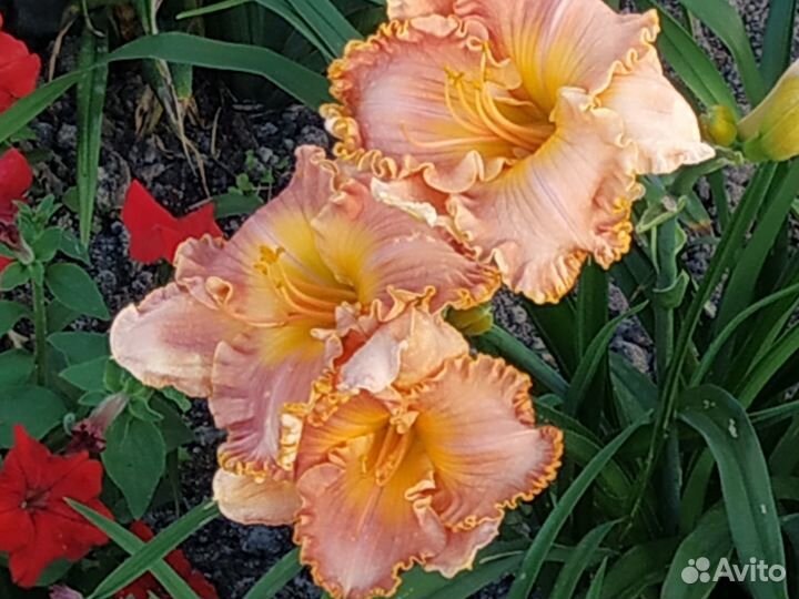 Многолетние растения для сада