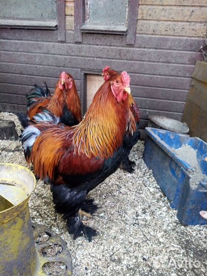 Петухи брама