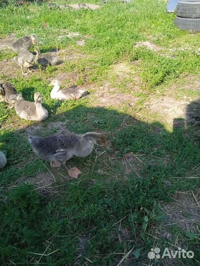 Гусята серые крупные и белые смешные