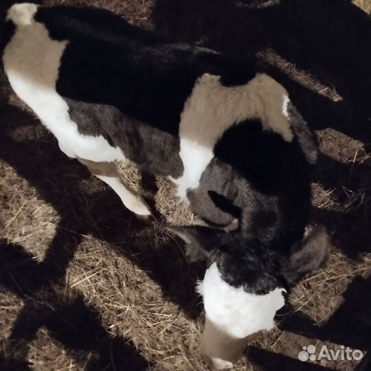 Сельхоз животные