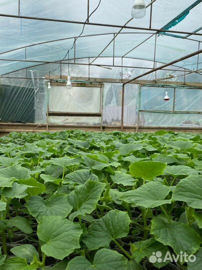 Рассада огурцов