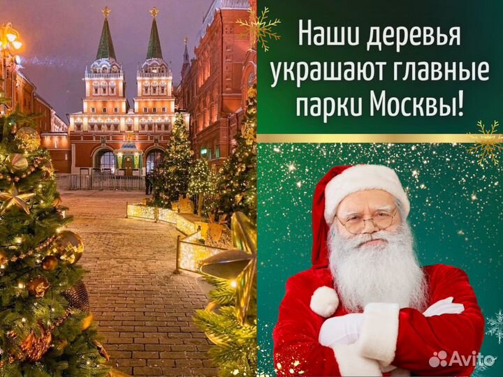 Пихта Фразера Живые елки оптом Новогодняя