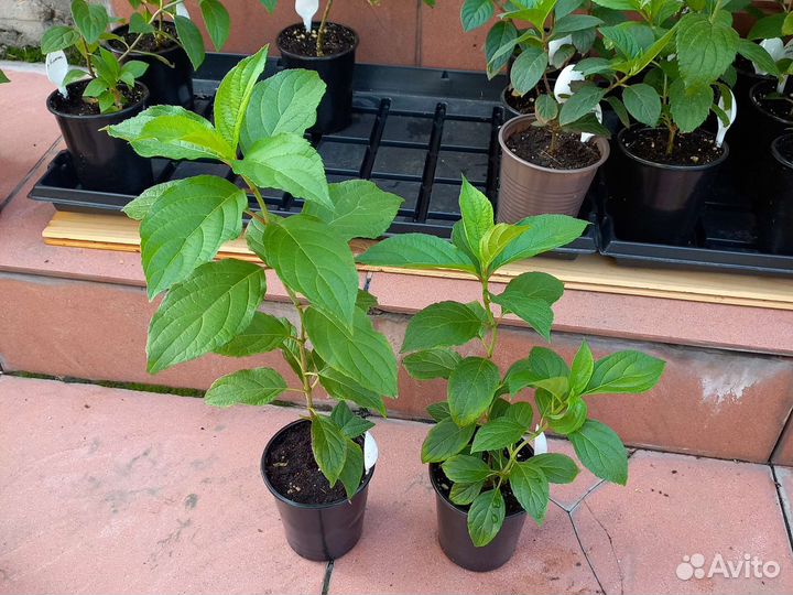 Гортензия метельчатая лаймлайт