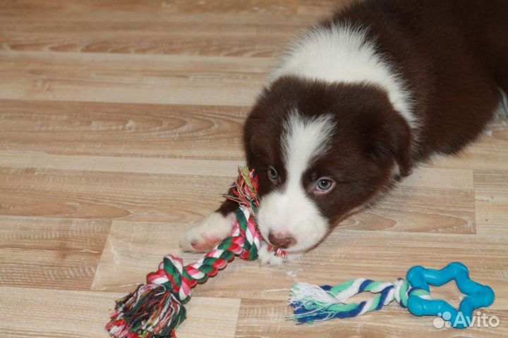 Бордер колли