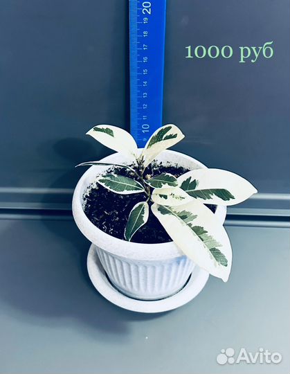 Фикус Микрокарпа Альбомаргината