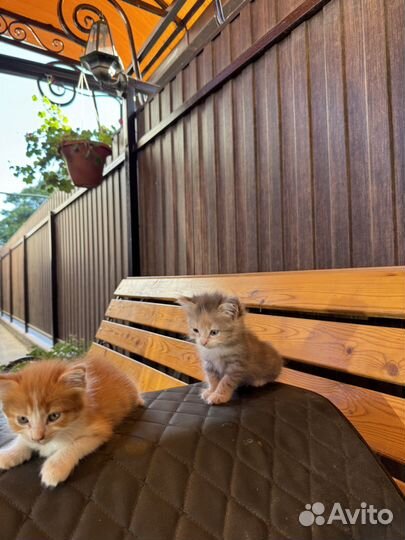 Кошка котята