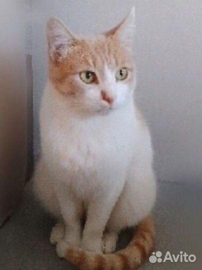 Котик ищет дом