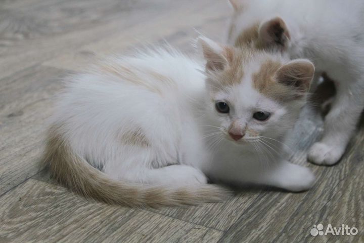 Котята мальчик и девочка