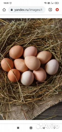 Инкубационные куриные яйца