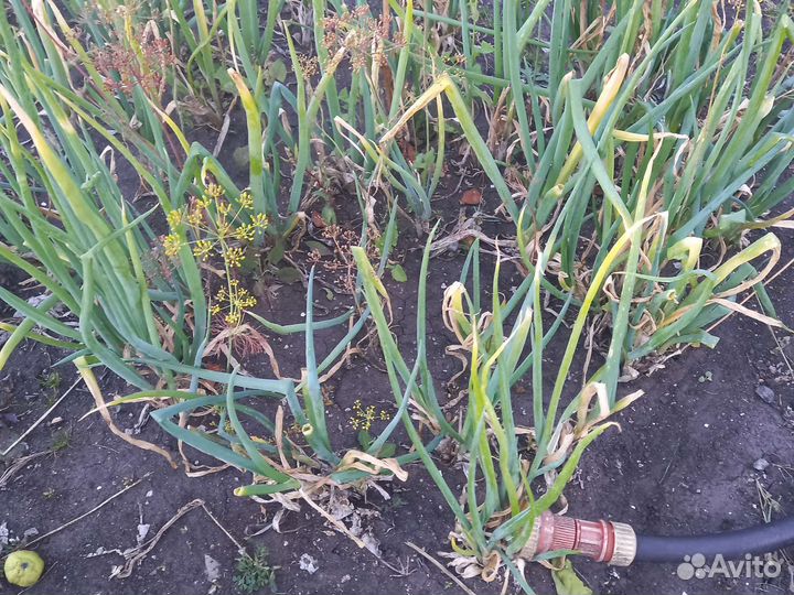 Лук (слизун).и батун