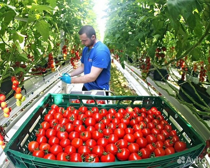 Разнорабочий Теплица Вахта москва жилье+питание