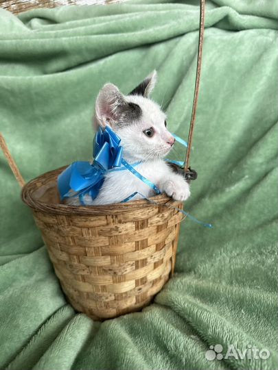 Котенок мальчик