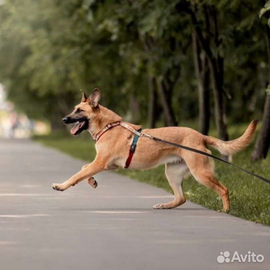 Яркая собака в добрые руки