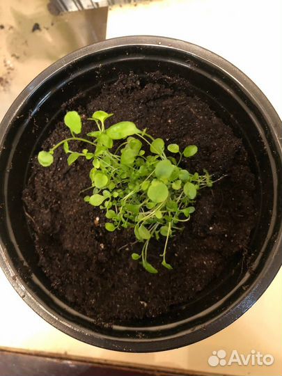 Лобелия плетистая в горшке рассада