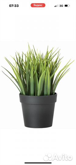 IKEA растение