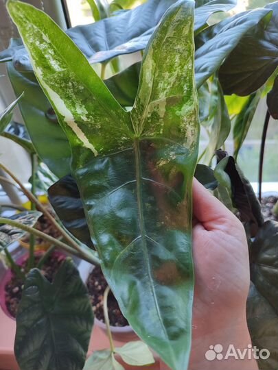 Алоказия лонгилоба вариегатная