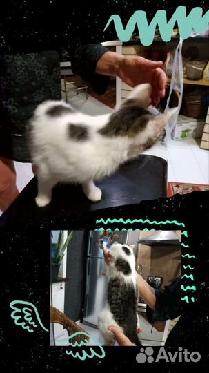 Котенок в добрые руки