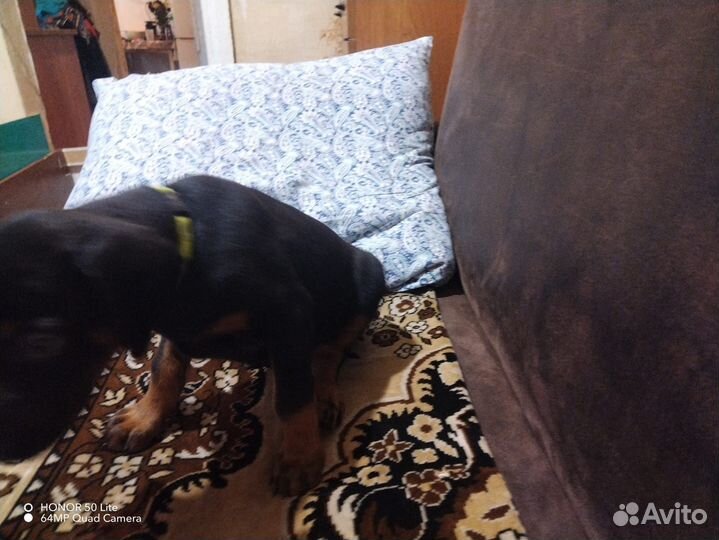 Щенки добермана