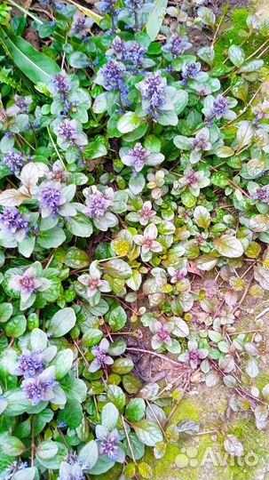 Многолетние цветы