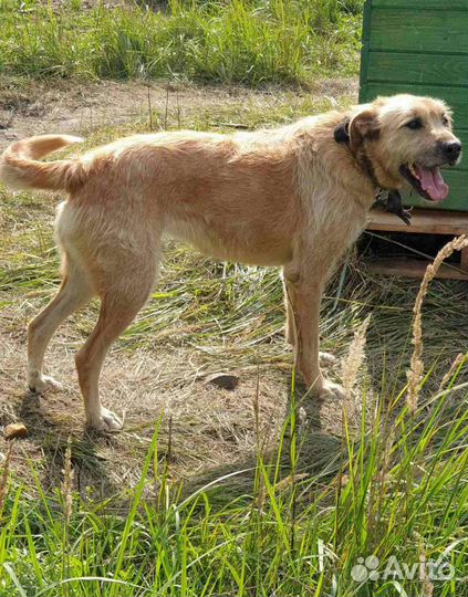 Золотая девочка