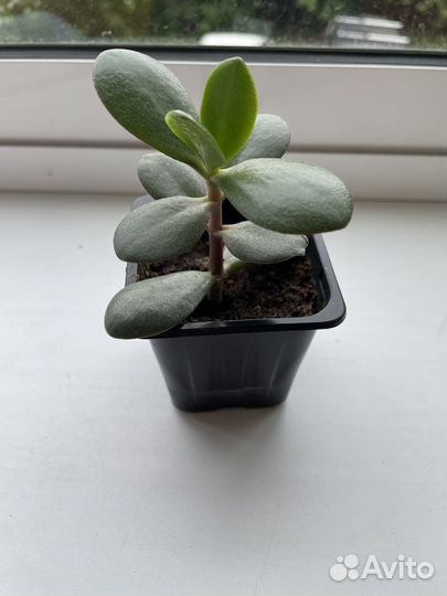 Денежное дерево (толстянка крассула)
