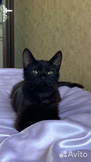 Кошка
