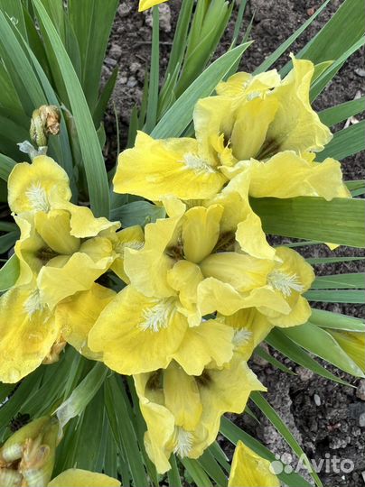 Ирисы карликовые 20см и 30см